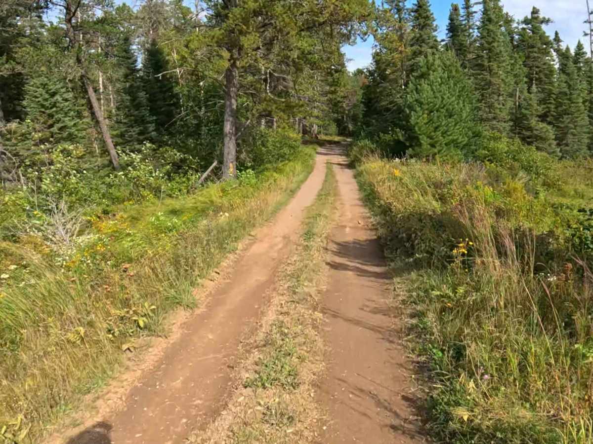 Jackpine - FS 173 photo 2