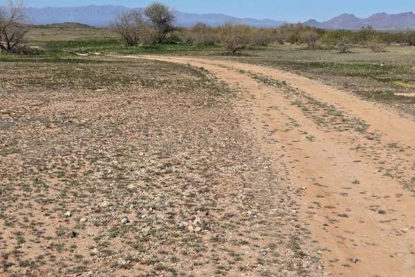 Cow Path