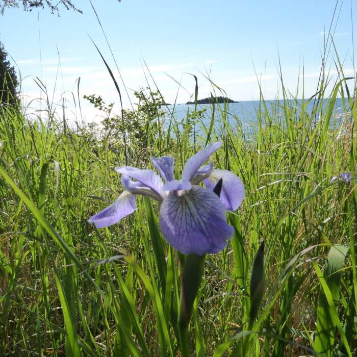 Northern blue flag iris on the Stoll Memorial Trail. Near Stoll Memorial Trail
