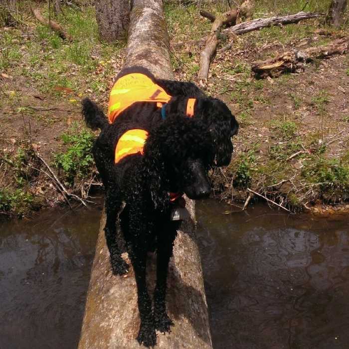 Dogs enjoying the challenge of crossing the log, at the Thomas Creek crossing. Near Harris Creek Trail