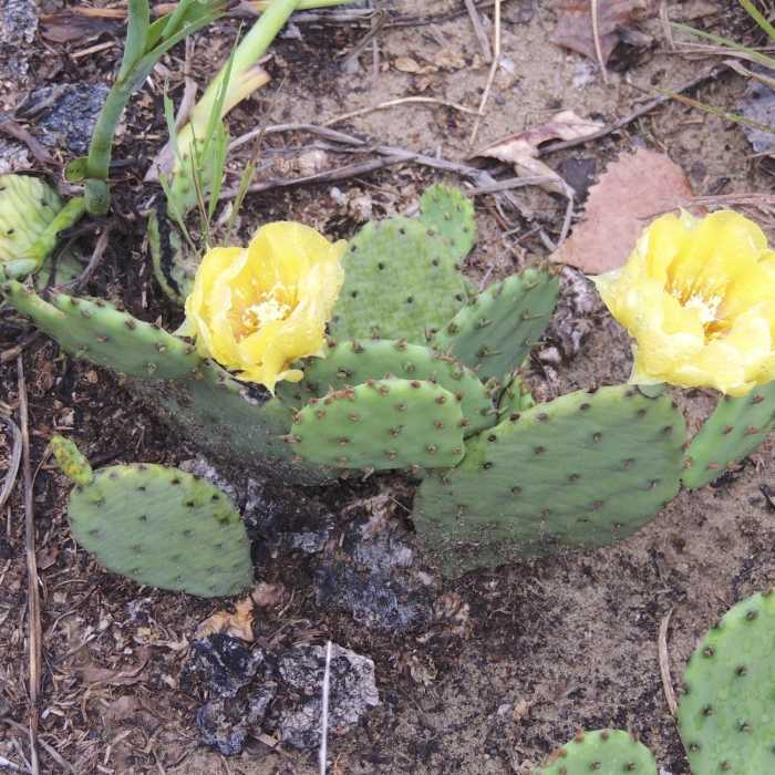 Near Tolleston Dunes Trail