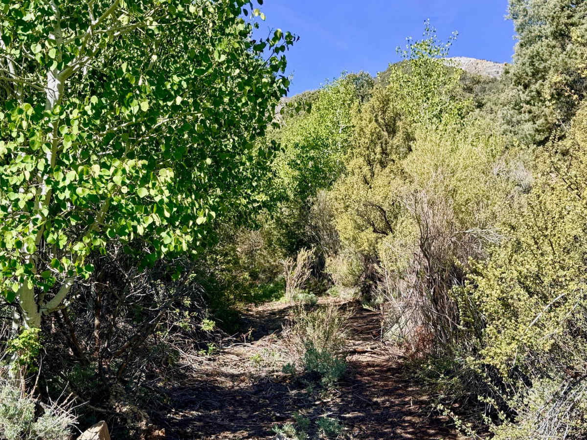 Trail Canyon - FS 43338 photo 3