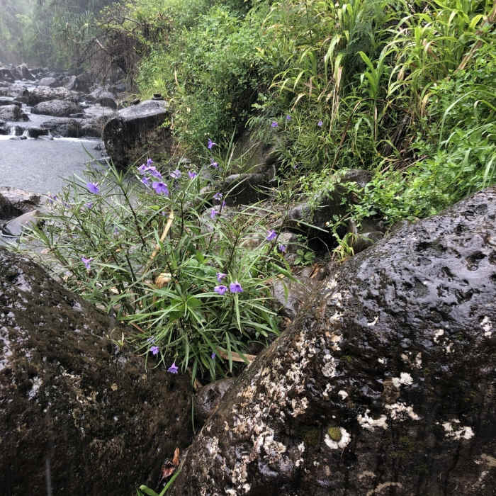 Near Hanakapi'ai Falls