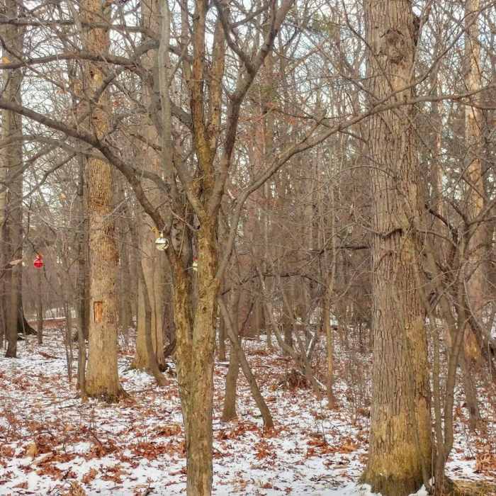 Near Genesee Riverway Trail at Seneca Park