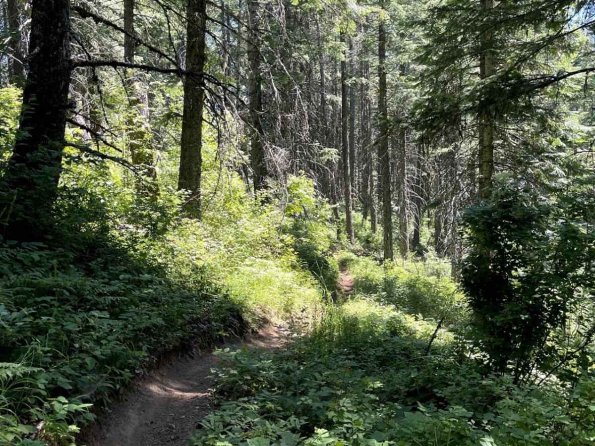Canyon Fork photo 2