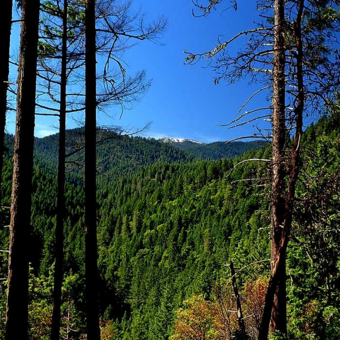 Near Lower Wonder Trail