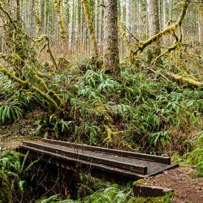 Near Niagara Falls + Pheasant Creek Falls