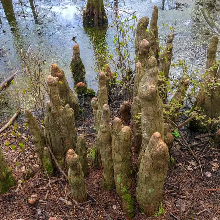 Near Cypress Point Trail to Trap Pond Bald Cypress Swamp Near Cypress Point Trail to Trap Pond Bald Cypress Swamp