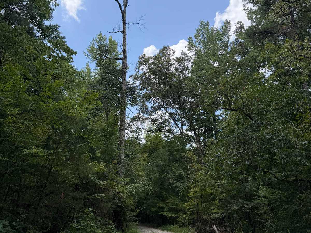 Perry Creek trail photo