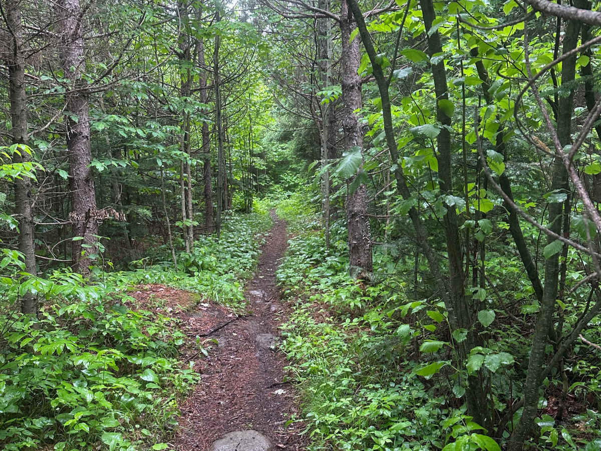 Alger Grade - Trail 10 photo 3