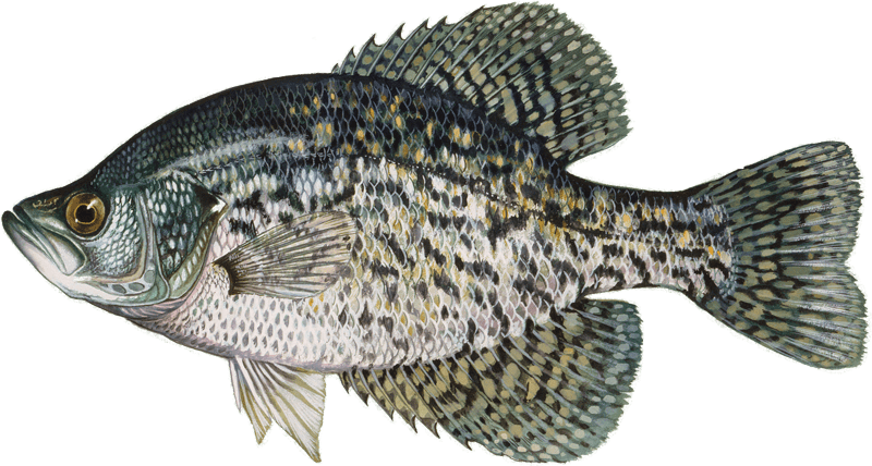 Crappie