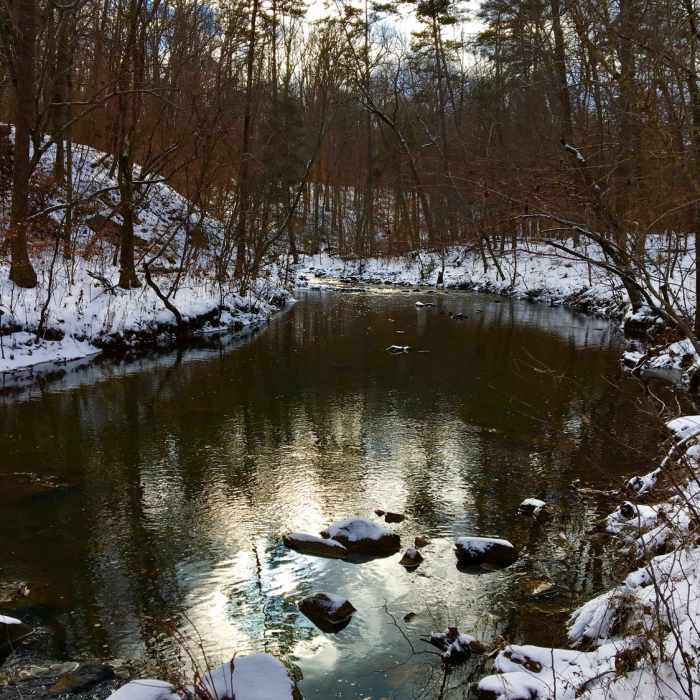Near Korstian Foot Trail Loop