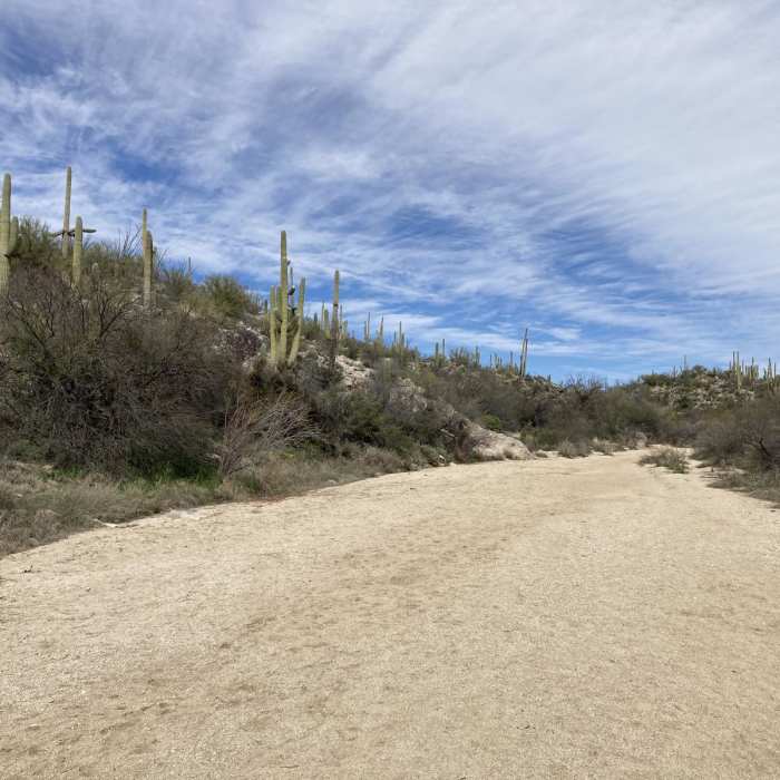 Near Honey Bee Canyon Petroglyphs Trail Near Honey Bee Canyon Petroglyphs Trail