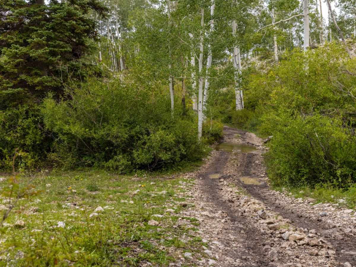 Cowboy Camp Road photo 3