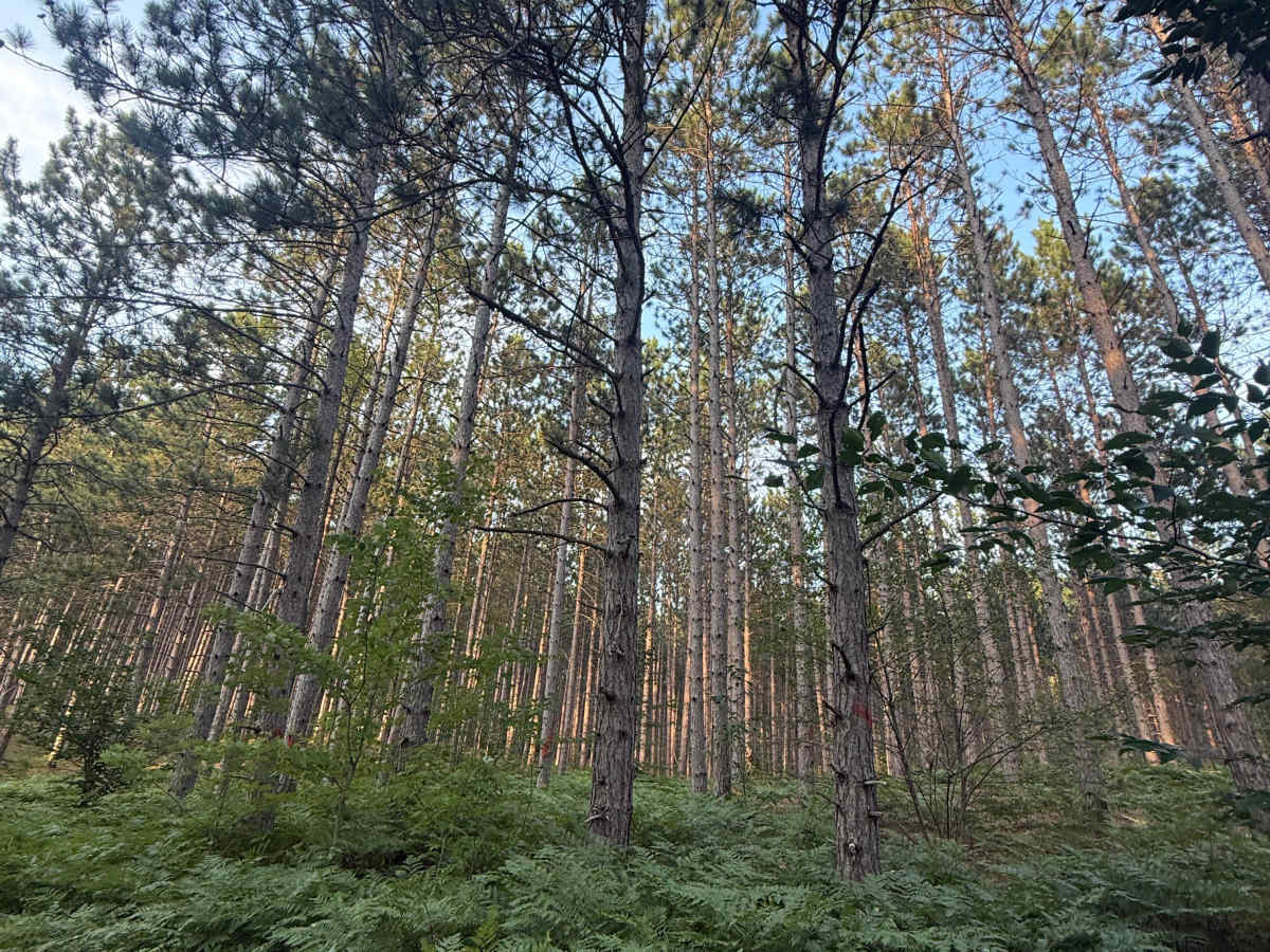 8.6-1/2 Trail photo 4