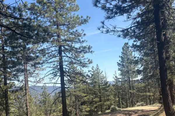 Seymour Creek - FS 8N05