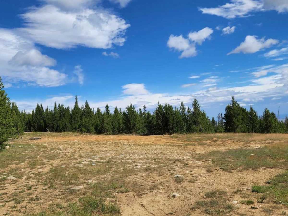 Fallen Pines trail photo