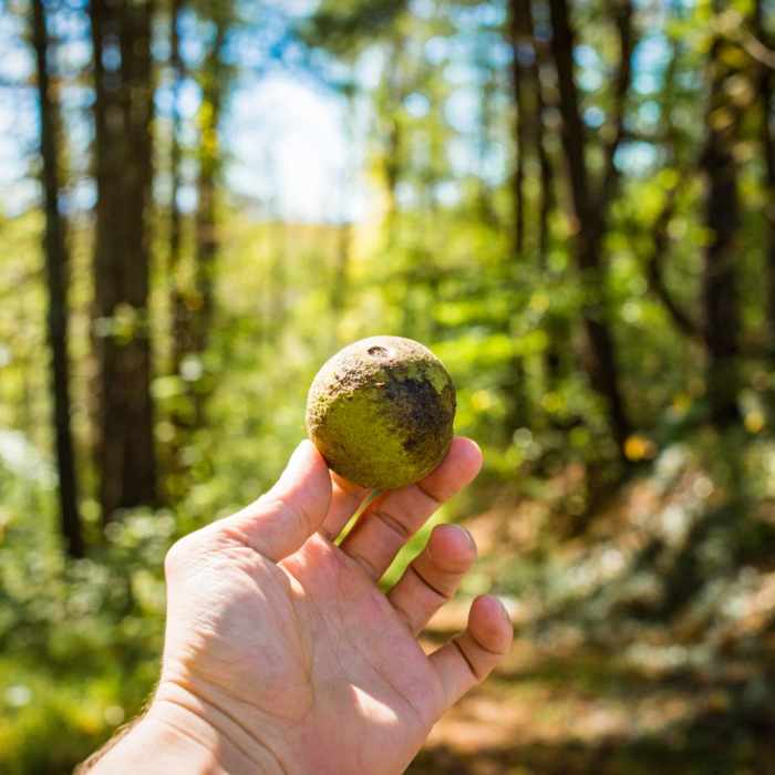 Near Hominy Creek Greenway Near Hominy Creek Greenway