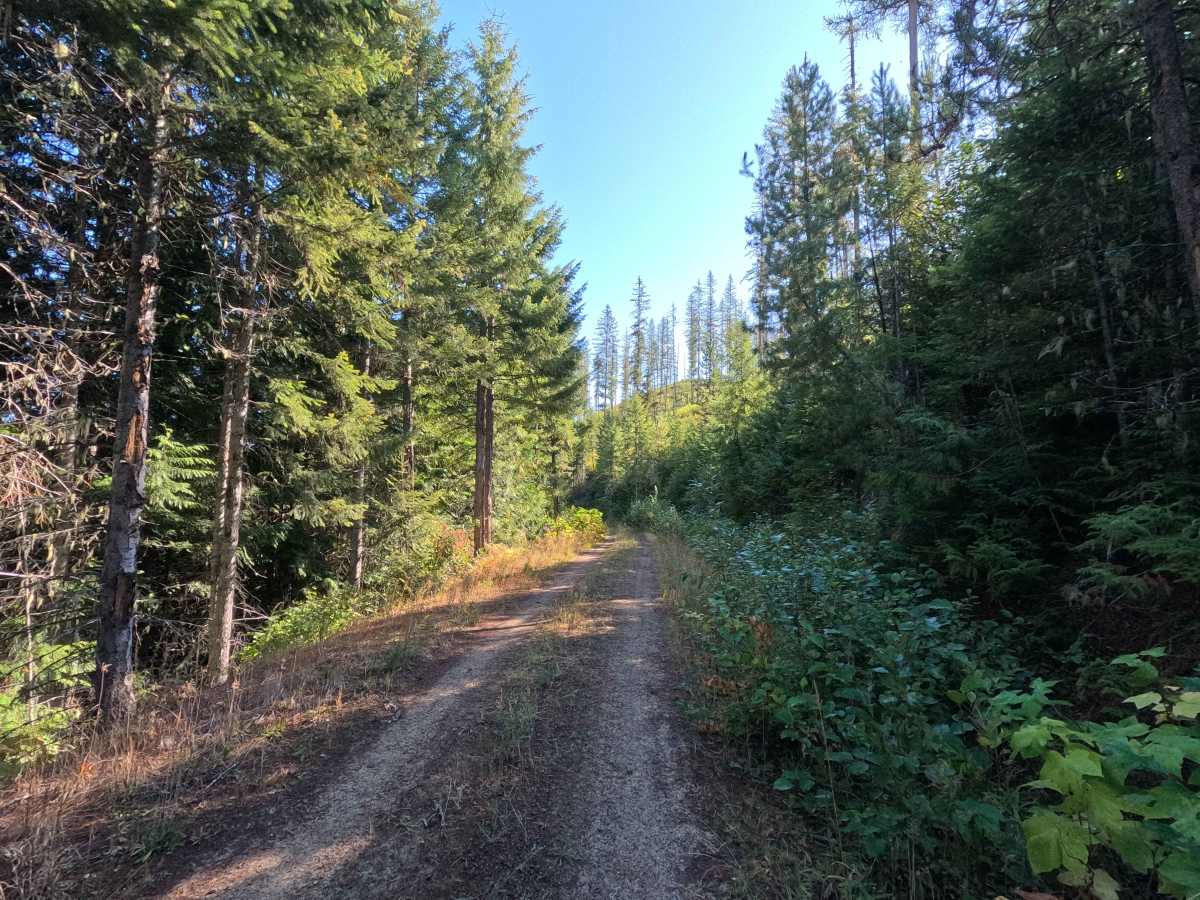 Klahowya Creek A - FS 1075A photo 4