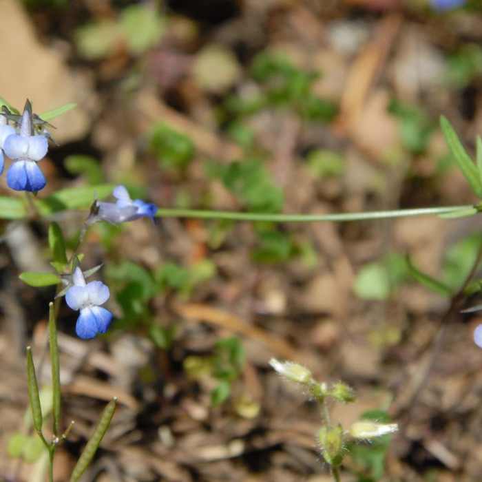 Near Dog Mountain Hiking Loop Near Dog Mountain Hiking Loop