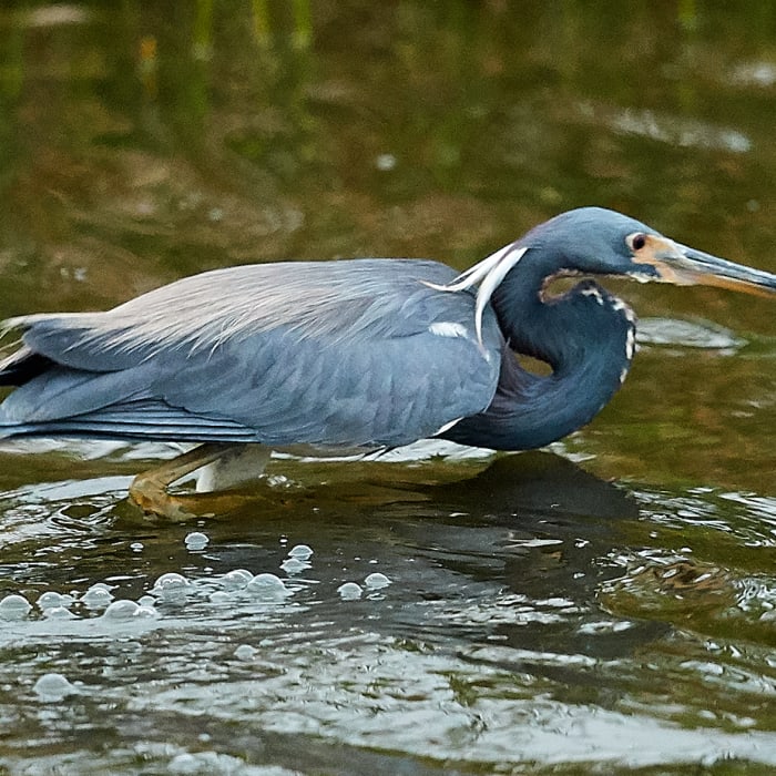 Near Pondhawk Natural Area
