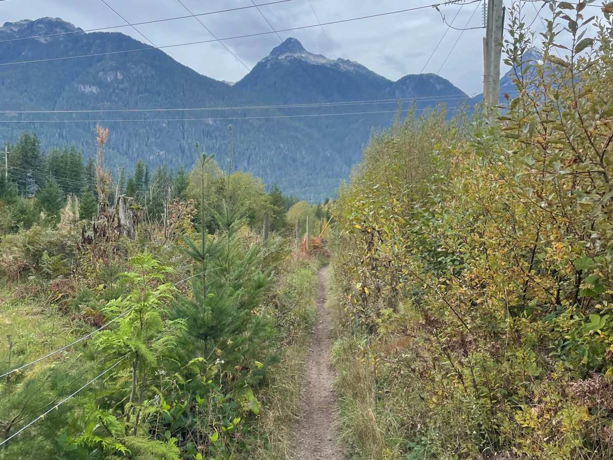 Fence Line photo 3