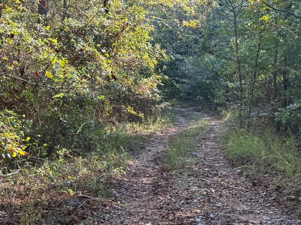 Bolan Creek photo 3