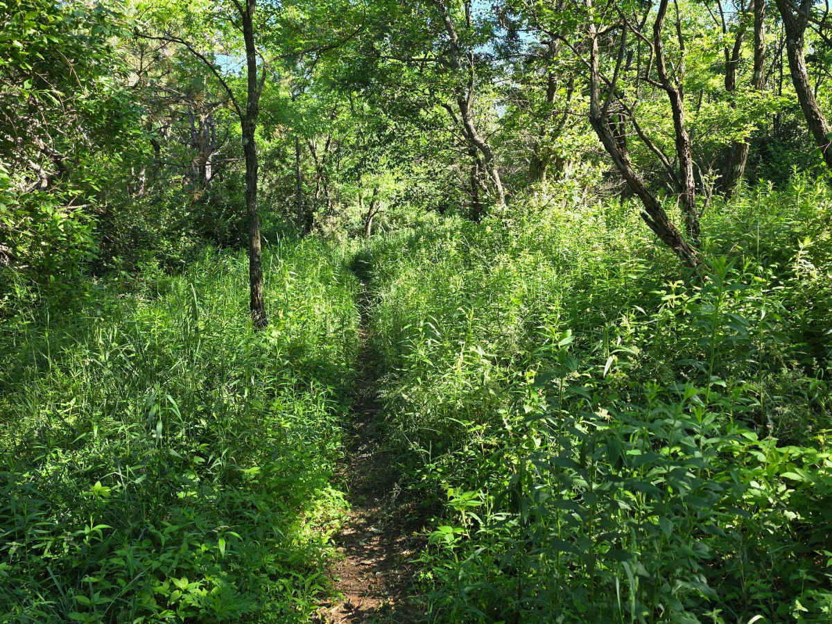 Single Track M photo 5