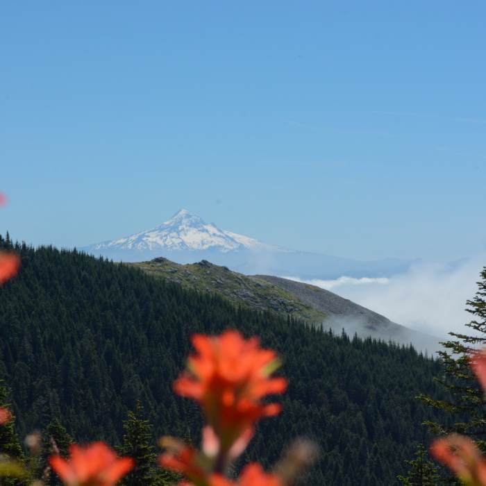 Near Sturgeon Trail #180C