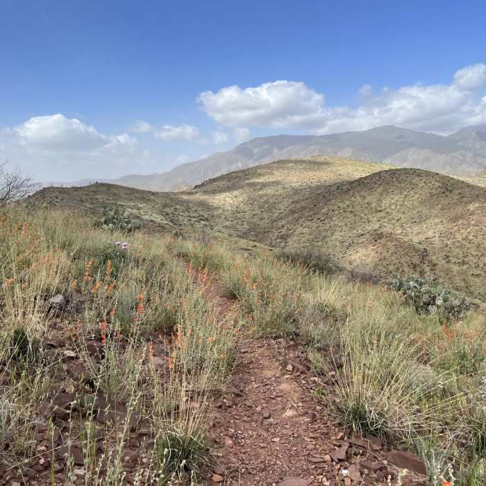 Near Vineyard Trail #131