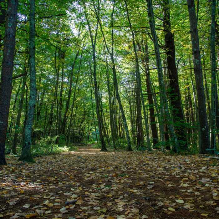 Near Estabrook Woods Loop Near Estabrook Woods Loop