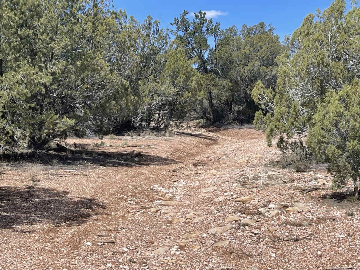 Juniper Meadows photo 6