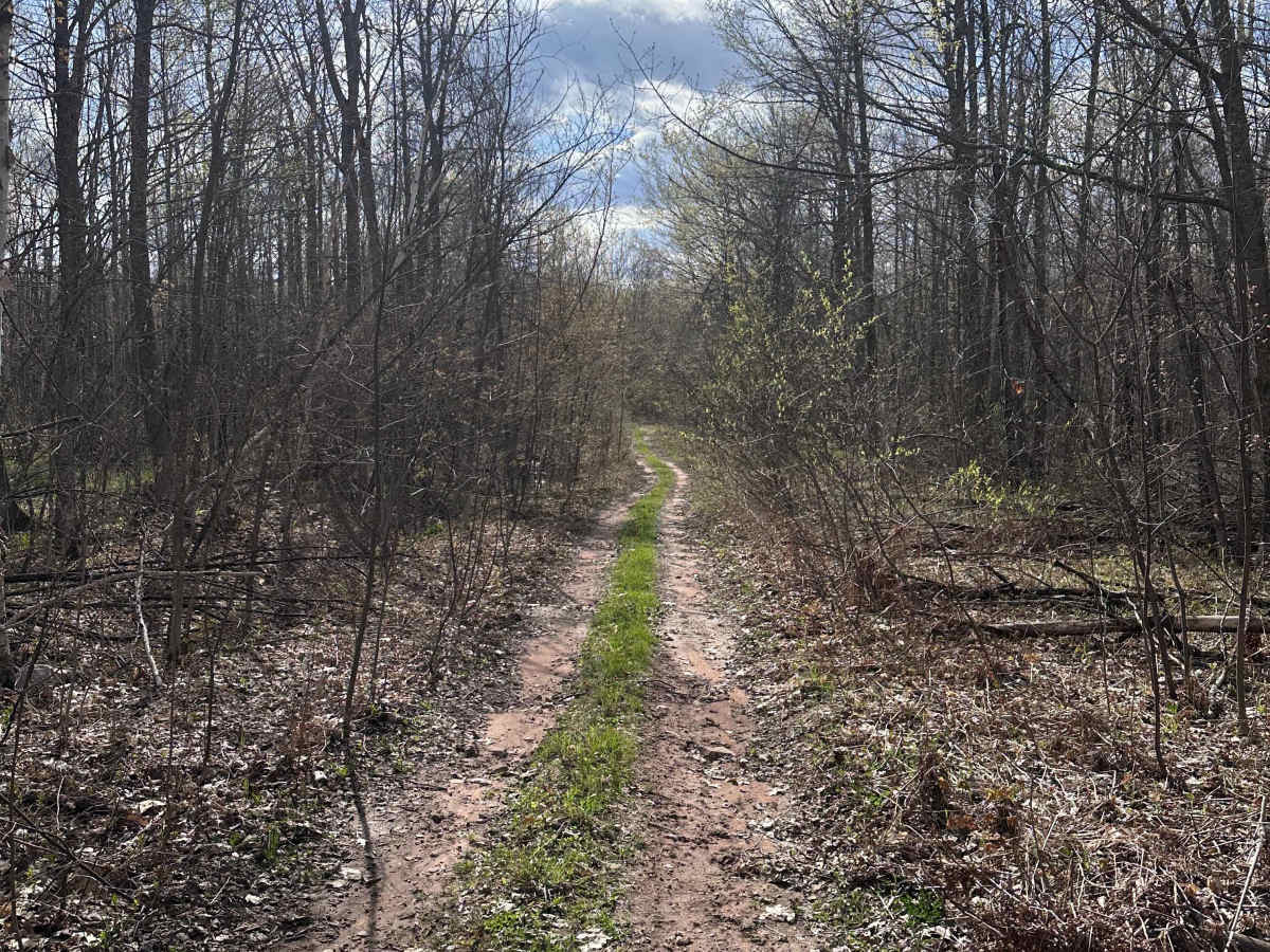 Abandoned Bog Trail photo 2