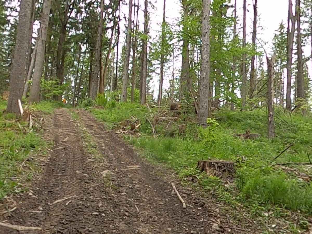 Lewis County Area A - Blue Trail photo 6