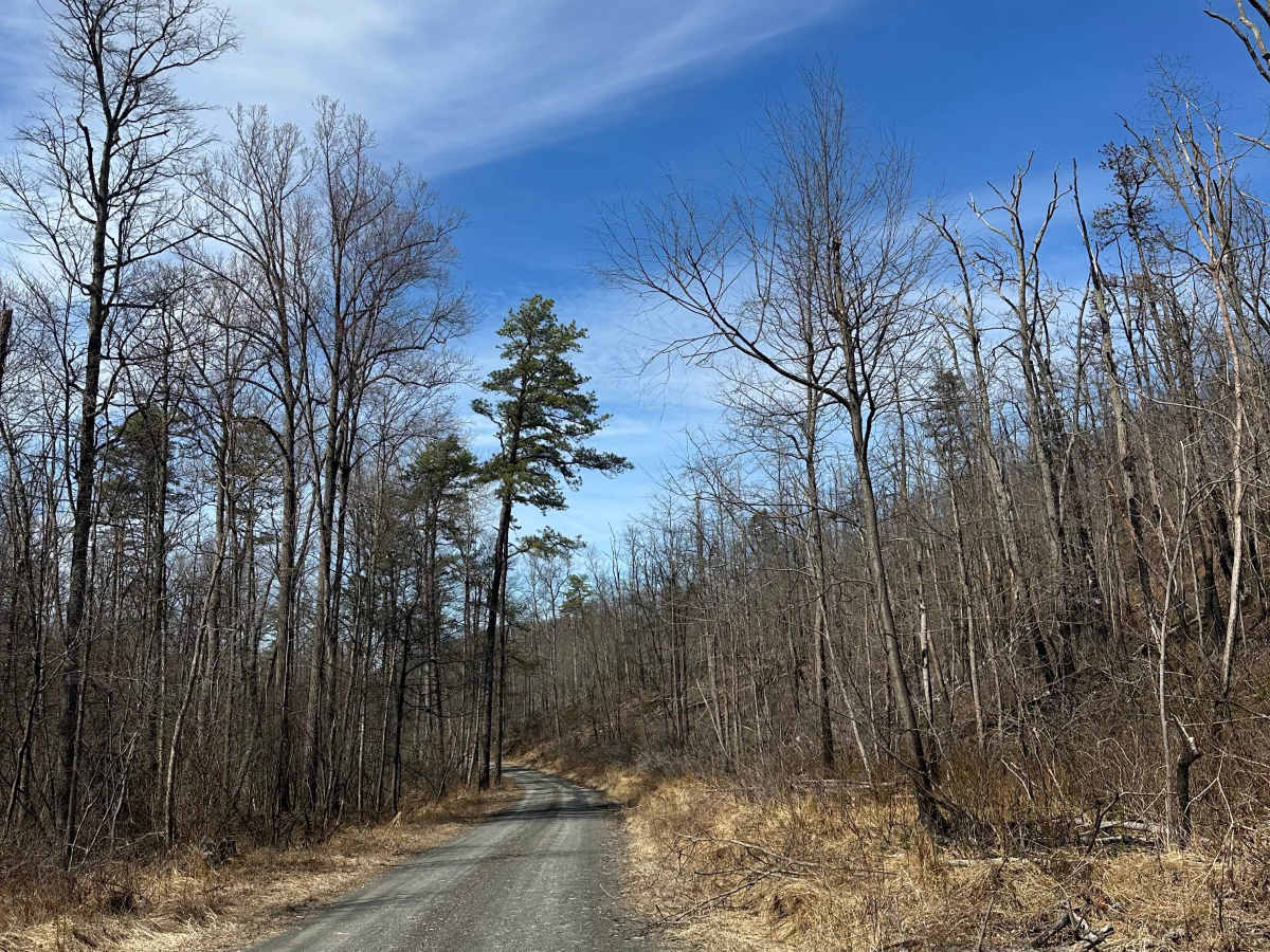 Thompson Hollow Road  photo 4