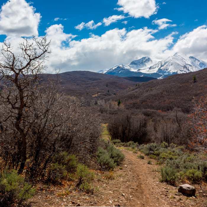 Near Ginormous Trail