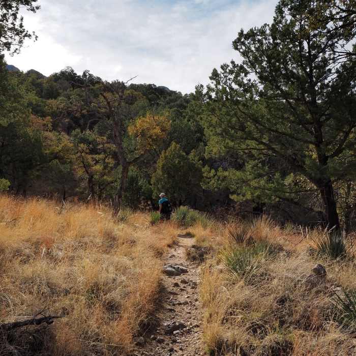Near Bog Springs Trail #156