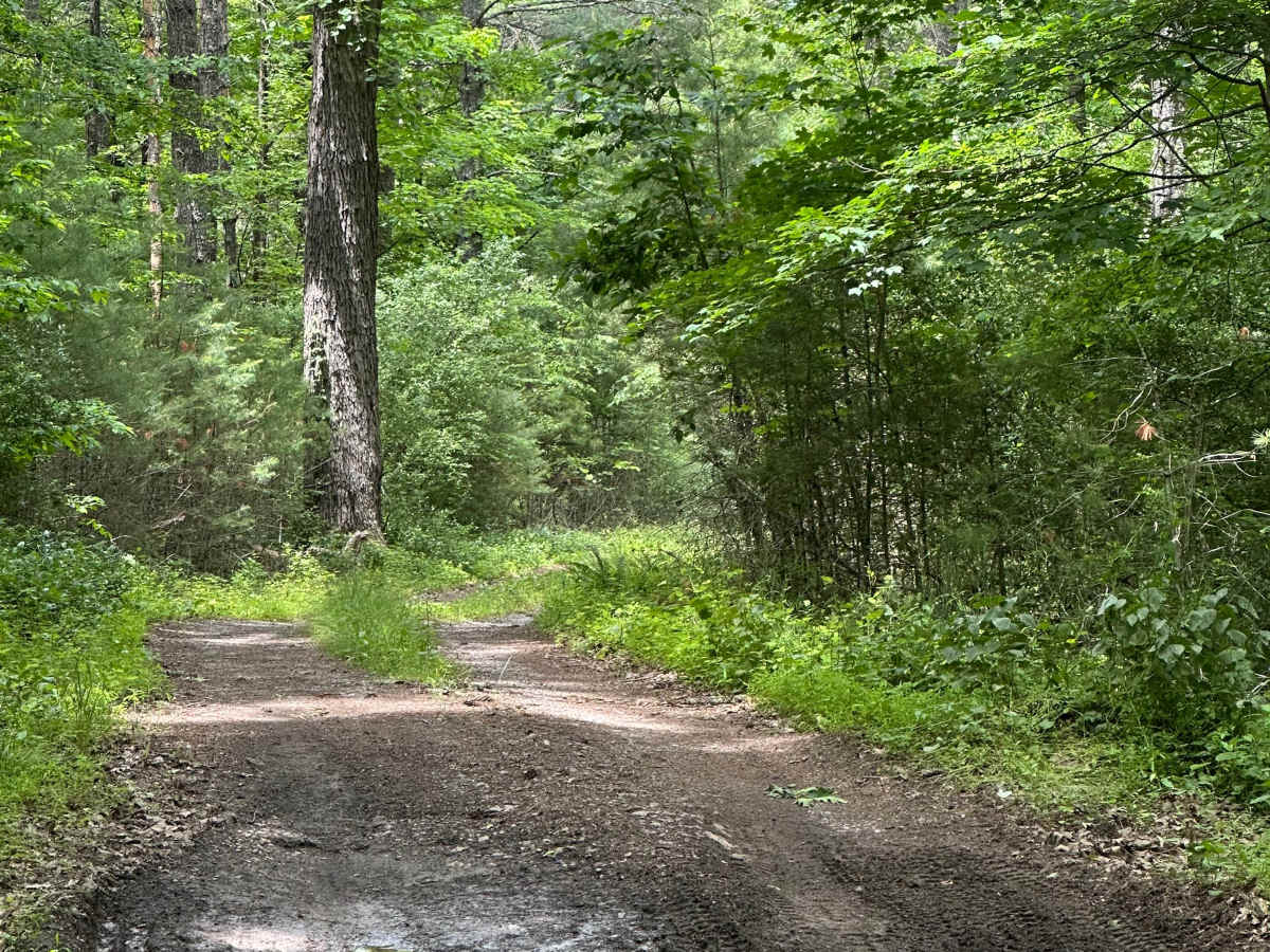 Waggy Run photo 5