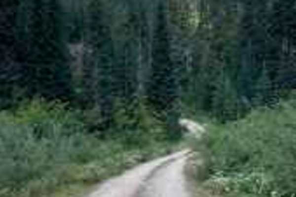 Porcupine - FS 4930118