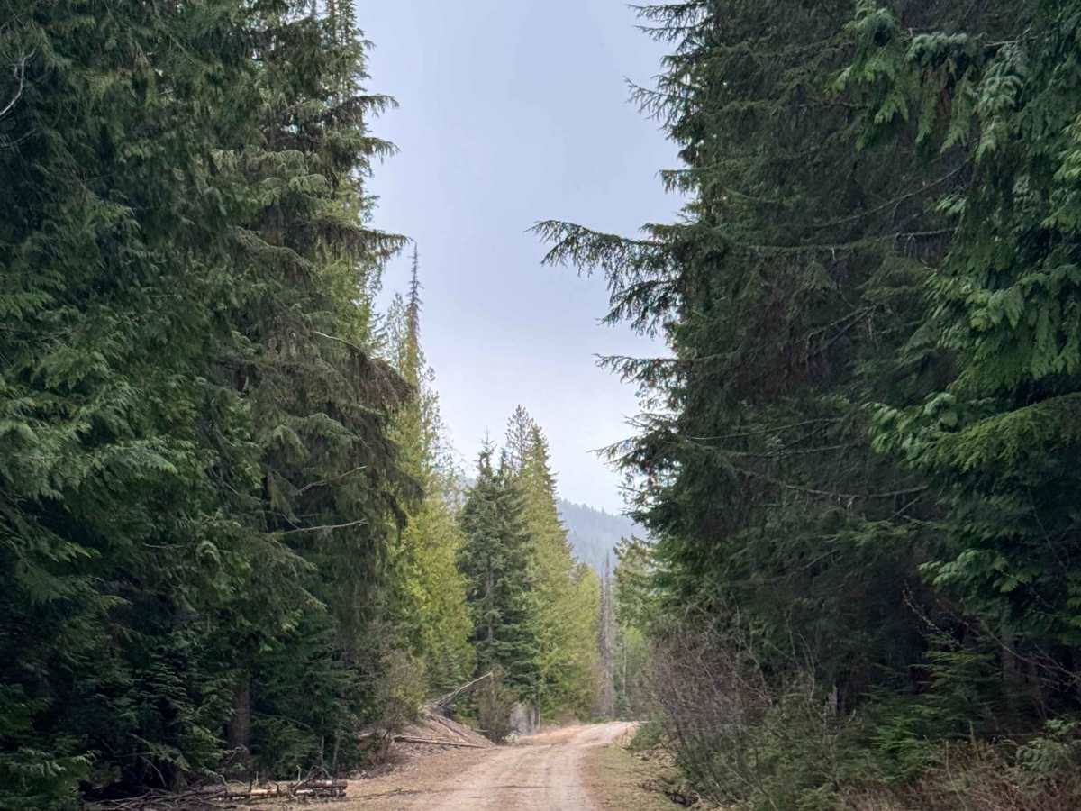 Taylor Ridge Trail photo 5