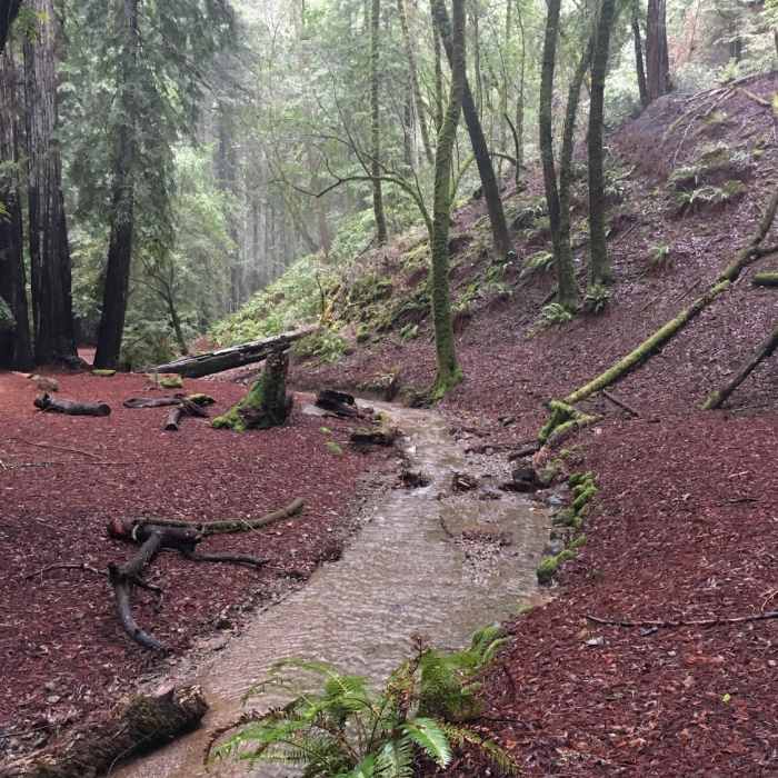 Near Pioneer Nature Trail