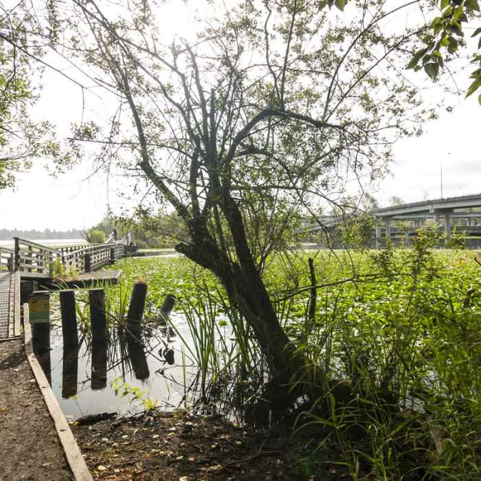 Near Arboretum Waterfront Trail