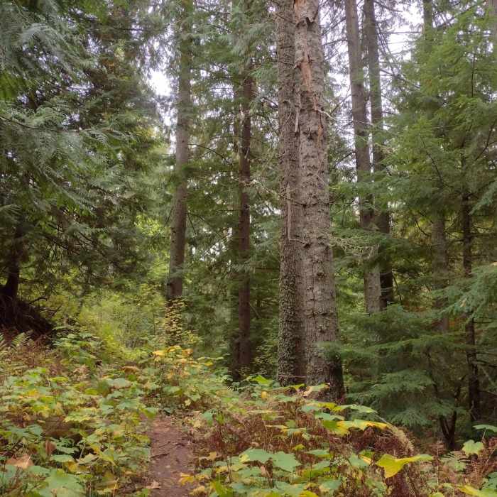 Near Timber Ridge Lane