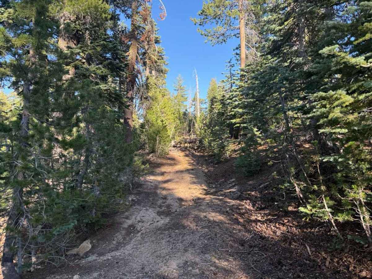 Blue Basin Road - FS 31096 trail photo