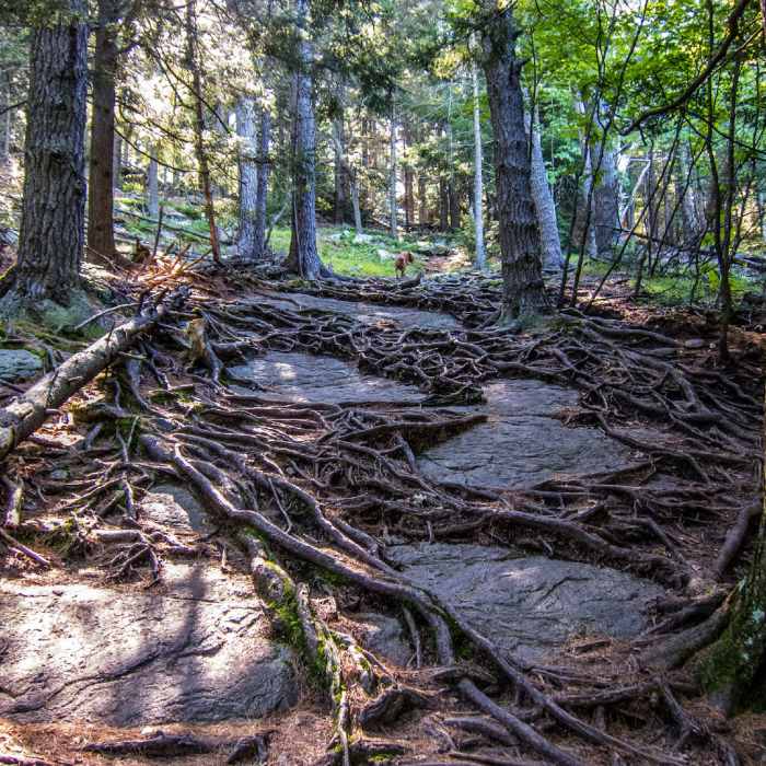 Near Mount Watatic and Nutting Hill Loop