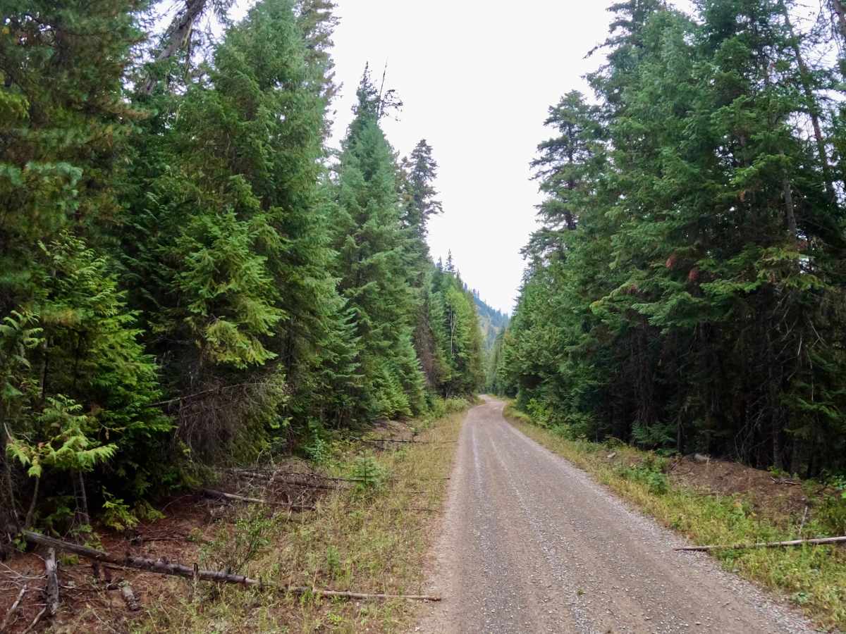 South Fork Little Joe Creek - FS 221 photo 4