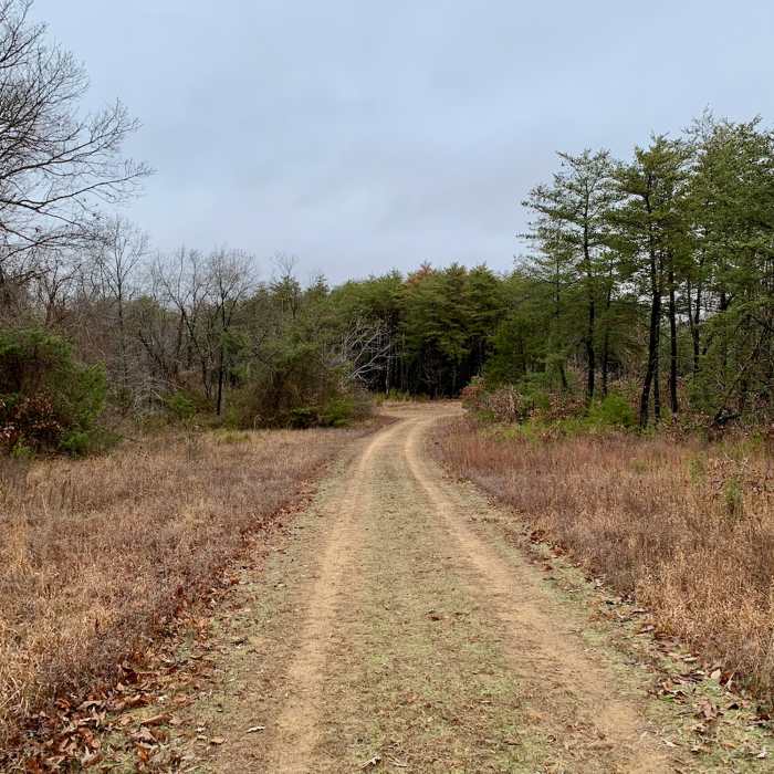 Looking north from the Pine Barrens Trail. Near Green Loop