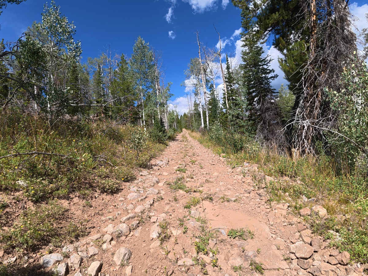Ellison Mountain Road - FS 273 photo 5