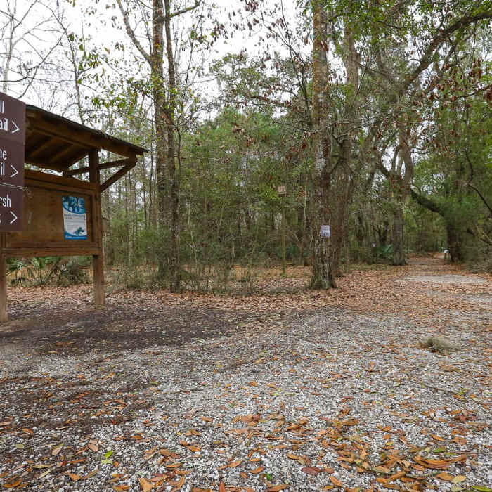 Near Bayou Cane Hike Near Bayou Cane Hike