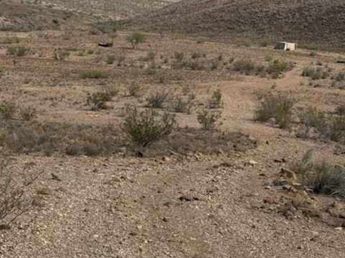BLM PE1220 photo 5